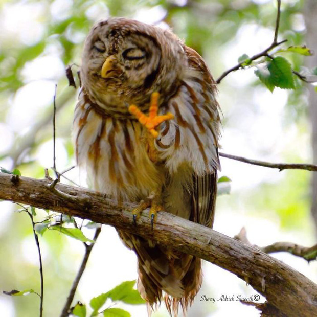 Khi những tay m&aacute;y nghiệp dư rủ nhau đi chụp ảnh động vật v&agrave; loạt ảnh xấu để đời đủ khiến d&acirc;n mạng cười đến mấy ng&agrave;y - Ảnh 8.