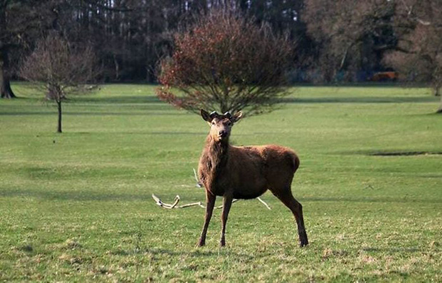 Khi những tay m&aacute;y nghiệp dư rủ nhau đi chụp ảnh động vật v&agrave; loạt ảnh xấu để đời đủ khiến d&acirc;n mạng cười đến mấy ng&agrave;y - Ảnh 10.