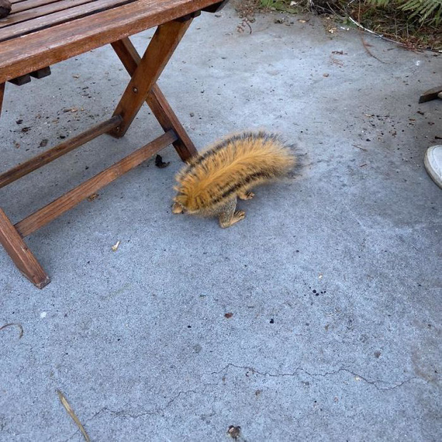 Khi những tay m&aacute;y nghiệp dư rủ nhau đi chụp ảnh động vật v&agrave; loạt ảnh xấu để đời đủ khiến d&acirc;n mạng cười đến mấy ng&agrave;y - Ảnh 12.