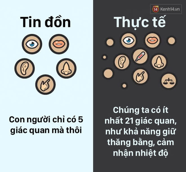 12 lầm tưởng về cơ thể ch&uacute;ng ta m&agrave; rất nhiều người hiểu sai, nay đ&atilde; được khoa học b&oacute;c trần - Ảnh 4.