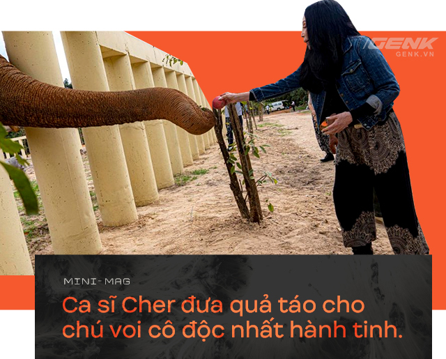 Nhờ sức mạnh của tiếng hát, con voi cô độc nhất hành tinh tìm thấy tự do cho mình sau nhiều thập kỷ sống trong xiềng xích - Ảnh 10. Nhờ sức mạnh của tiếng hát, con voi cô độc nhất hành tinh tìm thấy tự do cho mình sau nhiều thập kỷ sống trong xiềng xích - Ảnh 10.