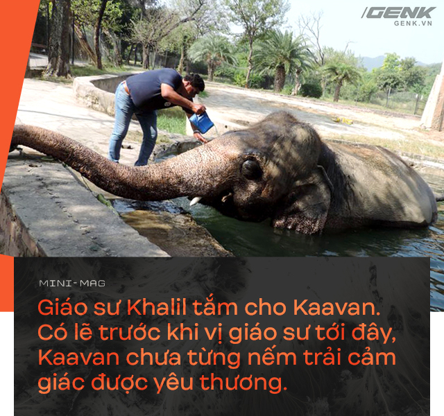 Nhờ sức mạnh của tiếng hát, con voi cô độc nhất hành tinh tìm thấy tự do cho mình sau nhiều thập kỷ sống trong xiềng xích - Ảnh 12. Nhờ sức mạnh của tiếng hát, con voi cô độc nhất hành tinh tìm thấy tự do cho mình sau nhiều thập kỷ sống trong xiềng xích - Ảnh 12.