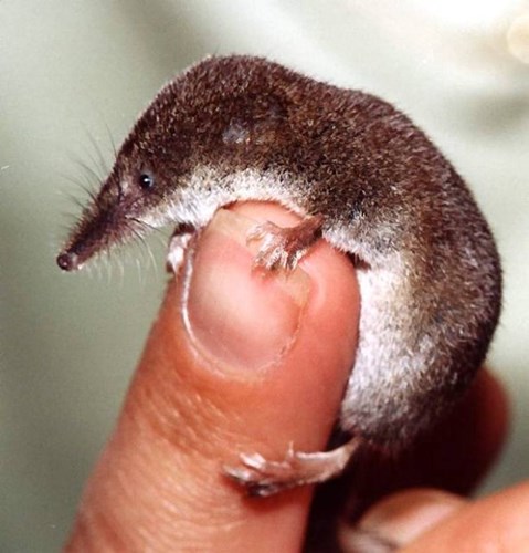 Để sống s&oacute;t qua m&ugrave;a đ&ocirc;ng, lo&agrave;i động vật n&agrave;y đ&atilde; phải thu nhỏ 20% n&atilde;o bộ - Ảnh 2.