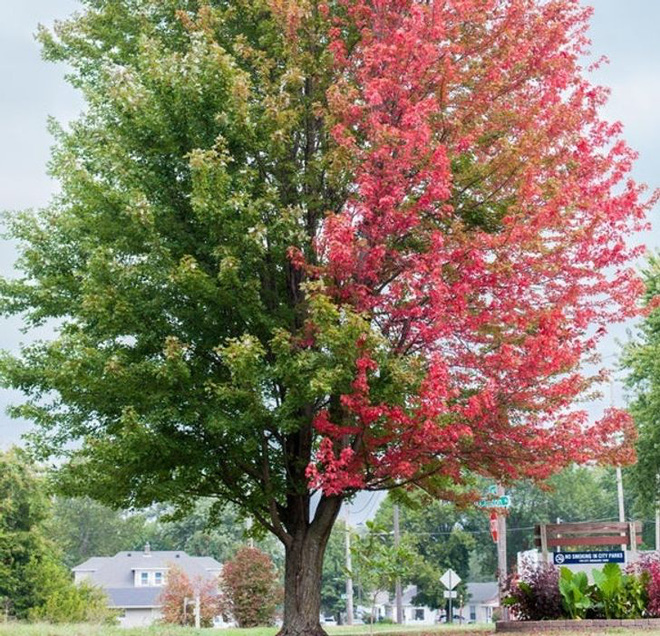 Những bức h&igrave;nh thi&ecirc;n nhi&ecirc;n th&uacute; vị v&agrave; hiếm c&oacute; tới nỗi xem xong c&ograve;n chẳng hiểu l&agrave; thật hay Photoshop - Ảnh 14.