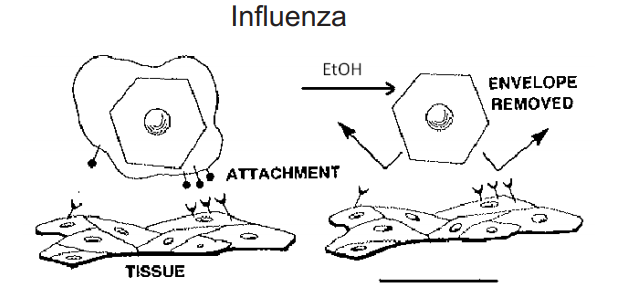 C&ocirc;ng thức sử dụng nước rửa tay kh&ocirc; trong dịch Covid-19: Xịt ra một lượng 3 ml bằng đồng xu, xoa trong 30 gi&acirc;y - Ảnh 4.
