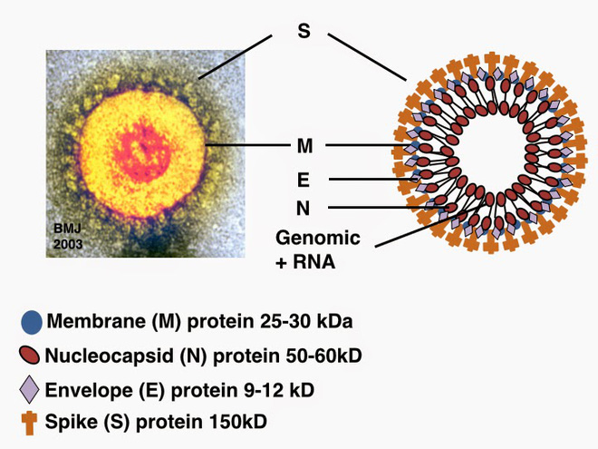 Cồn diệt virus corona như thế n&agrave;o: C&aacute;ch chọn nước rửa tay kh&ocirc; an to&agrave;n v&agrave; hiệu quả nhất trong dịch Covid-19 - Ảnh 2.