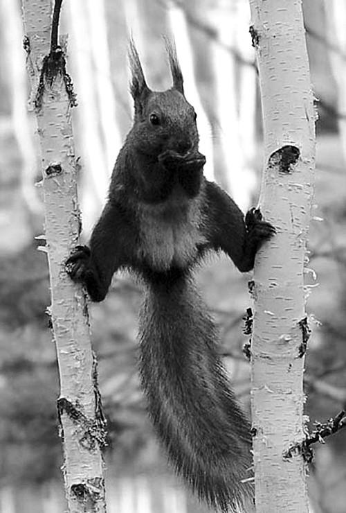 Ch&ugrave;m ảnh v&otilde; c&ocirc;ng c&aacute;i thế trong giới động vật: đủ combo từ lăng ba vi bộ cho đến b&iacute;ch hổ du tường - Ảnh 1.