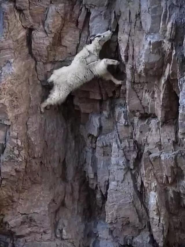 Ch&ugrave;m ảnh v&otilde; c&ocirc;ng c&aacute;i thế trong giới động vật: đủ combo từ lăng ba vi bộ cho đến b&iacute;ch hổ du tường - Ảnh 3.