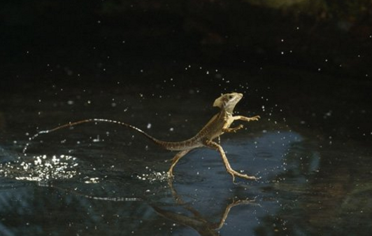 Ch&ugrave;m ảnh v&otilde; c&ocirc;ng c&aacute;i thế trong giới động vật: đủ combo từ lăng ba vi bộ cho đến b&iacute;ch hổ du tường - Ảnh 4.