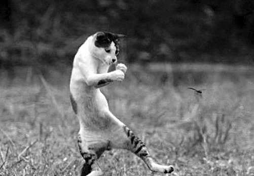 Ch&ugrave;m ảnh v&otilde; c&ocirc;ng c&aacute;i thế trong giới động vật: đủ combo từ lăng ba vi bộ cho đến b&iacute;ch hổ du tường - Ảnh 7.