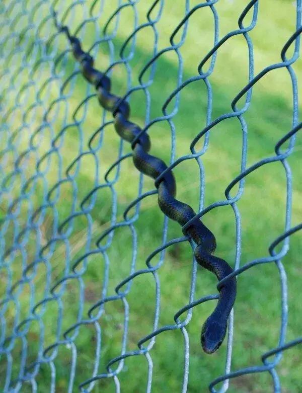 Ch&ugrave;m ảnh v&otilde; c&ocirc;ng c&aacute;i thế trong giới động vật: đủ combo từ lăng ba vi bộ cho đến b&iacute;ch hổ du tường - Ảnh 10.