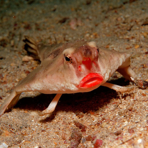 Loạt ảnh thế giới tự nhiên với nhiều điều kỳ thú khiến chúng ta phải đi từ bất ngờ này đến bất ngờ khác, và đôi khi thêm cả chút hãi hùng - Ảnh 2. Loạt ảnh thế giới tự nhiên với nhiều điều kỳ thú khiến chúng ta phải đi từ bất ngờ này đến bất ngờ khác, và đôi khi thêm cả chút hãi hùng - Ảnh 2.