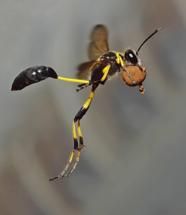 Loạt ảnh thế giới tự nhiên với nhiều điều kỳ thú khiến chúng ta phải đi từ bất ngờ này đến bất ngờ khác, và đôi khi thêm cả chút hãi hùng - Ảnh 12. Loạt ảnh thế giới tự nhiên với nhiều điều kỳ thú khiến chúng ta phải đi từ bất ngờ này đến bất ngờ khác, và đôi khi thêm cả chút hãi hùng - Ảnh 12.