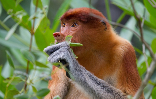 Loạt ảnh thế giới tự nhiên với nhiều điều kỳ thú khiến chúng ta phải đi từ bất ngờ này đến bất ngờ khác, và đôi khi thêm cả chút hãi hùng - Ảnh 14. Loạt ảnh thế giới tự nhiên với nhiều điều kỳ thú khiến chúng ta phải đi từ bất ngờ này đến bất ngờ khác, và đôi khi thêm cả chút hãi hùng - Ảnh 14.