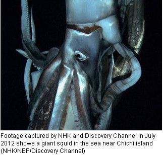 Quỷ khổng lồ Biển Bắc: Sinh vật có cùng kích thước với cá voi xanh có thể thực sự tồn tại ? - Ảnh 5. Quỷ khổng lồ Biển Bắc: Sinh vật có cùng kích thước với cá voi xanh có thể thực sự tồn tại ? - Ảnh 5.