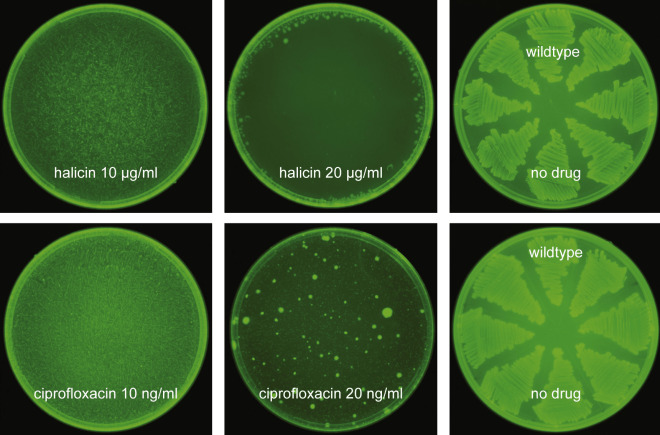 Tr&iacute; tuệ nh&acirc;n tạo vừa gi&uacute;p c&aacute;c nh&agrave; khoa học t&igrave;m ra một loại kh&aacute;ng sinh mạnh nhất từ trước đến nay - Ảnh 3.