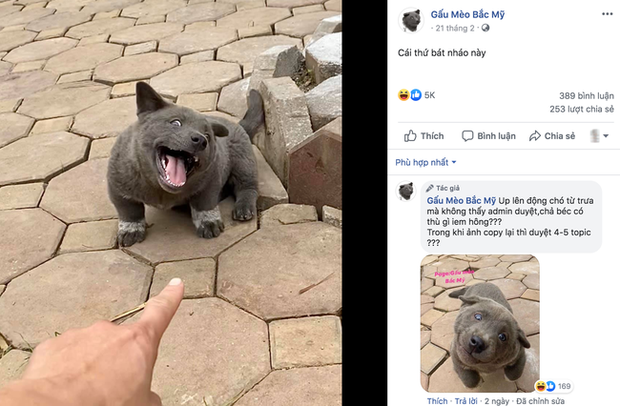 Chú chó hot nhất Facebook gần 1 tuần qua, lập fanpage 4 ngày thu về 32 ngàn lượt thích, ai nhìn cũng muốn nuôi! - Ảnh 8. Chú chó hot nhất Facebook gần 1 tuần qua, lập fanpage 4 ngày thu về 32 ngàn lượt thích, ai nhìn cũng muốn nuôi! - Ảnh 8.