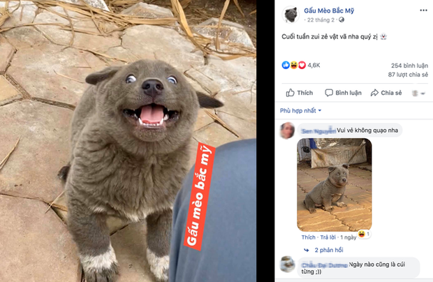 Chú chó hot nhất Facebook gần 1 tuần qua, lập fanpage 4 ngày thu về 32 ngàn lượt thích, ai nhìn cũng muốn nuôi! - Ảnh 9. Chú chó hot nhất Facebook gần 1 tuần qua, lập fanpage 4 ngày thu về 32 ngàn lượt thích, ai nhìn cũng muốn nuôi! - Ảnh 9.
