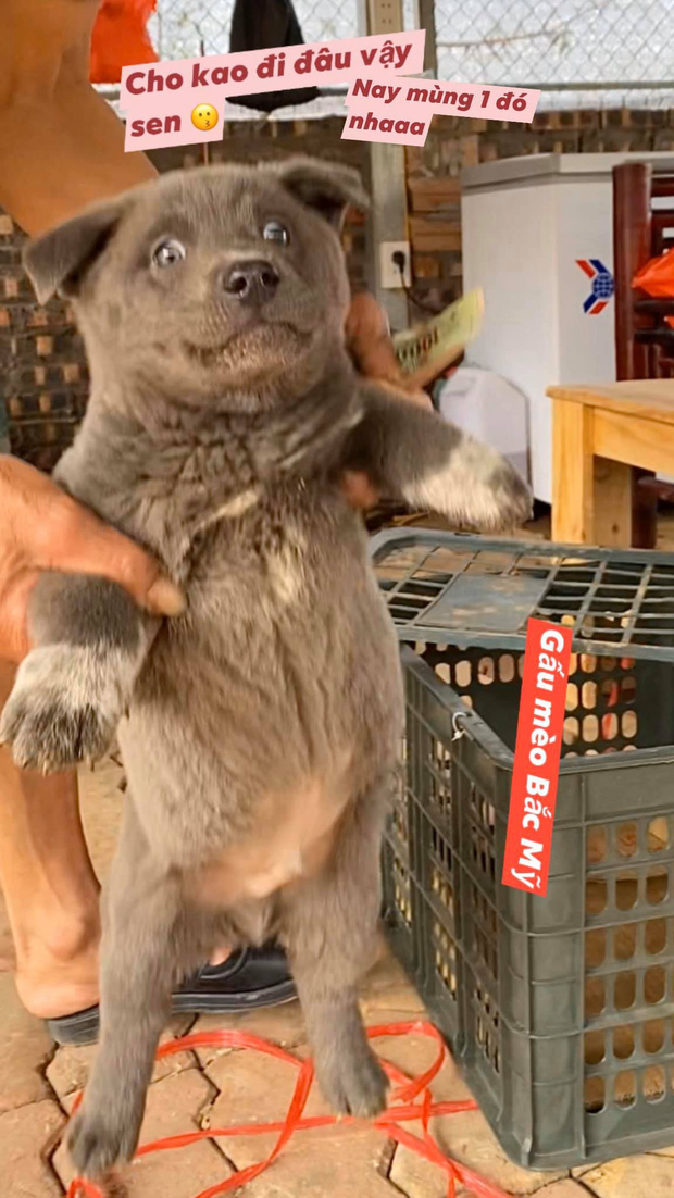 Chú chó hot nhất Facebook gần 1 tuần qua, lập fanpage 4 ngày thu về 32 ngàn lượt thích, ai nhìn cũng muốn nuôi! - Ảnh 10. Chú chó hot nhất Facebook gần 1 tuần qua, lập fanpage 4 ngày thu về 32 ngàn lượt thích, ai nhìn cũng muốn nuôi! - Ảnh 10.