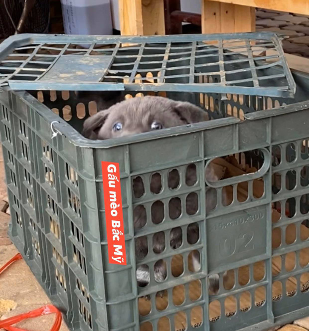 Chú chó hot nhất Facebook gần 1 tuần qua, lập fanpage 4 ngày thu về 32 ngàn lượt thích, ai nhìn cũng muốn nuôi! - Ảnh 11. Chú chó hot nhất Facebook gần 1 tuần qua, lập fanpage 4 ngày thu về 32 ngàn lượt thích, ai nhìn cũng muốn nuôi! - Ảnh 11.