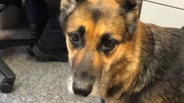 Ch&uacute; ch&oacute; bơi l&ecirc;nh đ&ecirc;nh tr&ecirc;n biển trong suốt 11 giờ để t&igrave;m người cứu gi&uacute;p chủ nh&acirc;n sắp bị đuối nước - Ảnh 1.