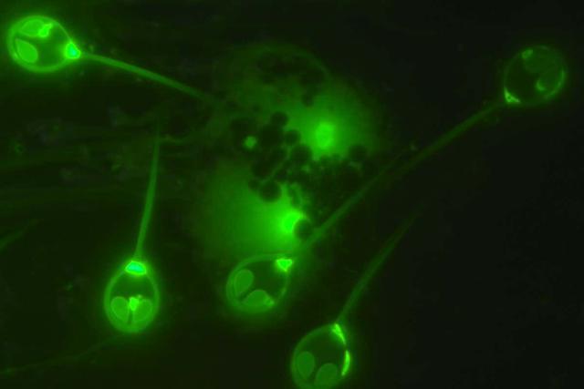 Các nhà khoa học vừa phát hiện ra sinh vật có đôi mắt giống người ngoài hành tinh, có thể sống mà không cần thở - Ảnh 1. Các nhà khoa học vừa phát hiện ra sinh vật có đôi mắt giống người ngoài hành tinh, có thể sống mà không cần thở - Ảnh 1.