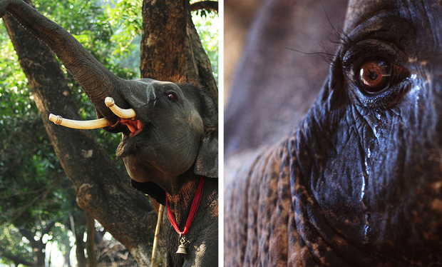 8 sự thật chứng minh c&aacute;c lo&agrave;i vật c&oacute; thể giống con người đến mức đ&aacute;ng kinh ngạc, thậm ch&iacute; c&ograve;n gi&agrave;u cảm x&uacute;c hơn ch&iacute;nh ch&uacute;ng ta - Ảnh 1.