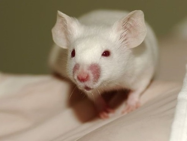 8 sự thật chứng minh c&aacute;c lo&agrave;i vật c&oacute; thể giống con người đến mức đ&aacute;ng kinh ngạc, thậm ch&iacute; c&ograve;n gi&agrave;u cảm x&uacute;c hơn ch&iacute;nh ch&uacute;ng ta - Ảnh 3.