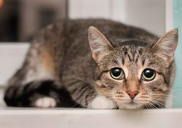 8 sự thật chứng minh c&aacute;c lo&agrave;i vật c&oacute; thể giống con người đến mức đ&aacute;ng kinh ngạc, thậm ch&iacute; c&ograve;n gi&agrave;u cảm x&uacute;c hơn ch&iacute;nh ch&uacute;ng ta - Ảnh 5.