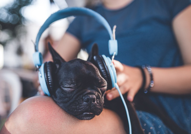 8 sự thật chứng minh c&aacute;c lo&agrave;i vật c&oacute; thể giống con người đến mức đ&aacute;ng kinh ngạc, thậm ch&iacute; c&ograve;n gi&agrave;u cảm x&uacute;c hơn ch&iacute;nh ch&uacute;ng ta - Ảnh 7.