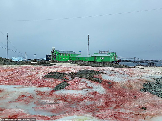 Giải m&atilde; hiện tượng tuyết đỏ như m&aacute;u bao phủ quanh trạm nghi&ecirc;n cứu ở Nam cực - Ảnh 3.