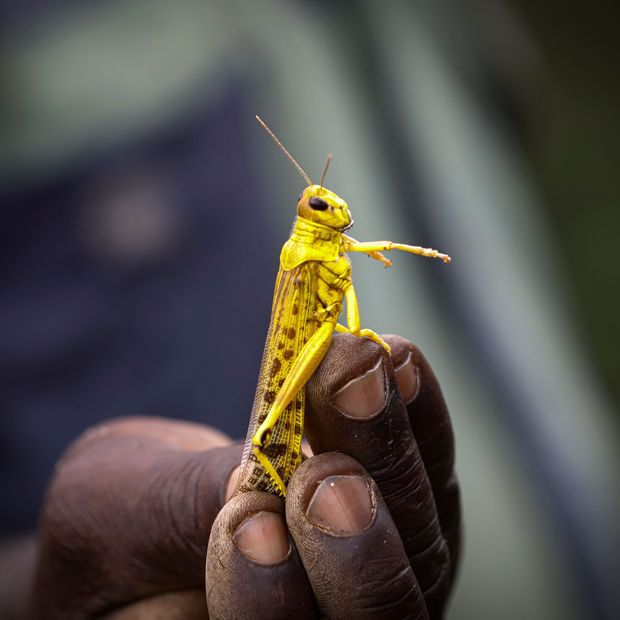 Đoạn video ngắn cho thấy đại dịch châu chấu tại Châu Phi đang diễn ra tệ mức nào - Ảnh 4. Đoạn video ngắn cho thấy đại dịch châu chấu tại Châu Phi đang diễn ra tệ mức nào - Ảnh 4.
