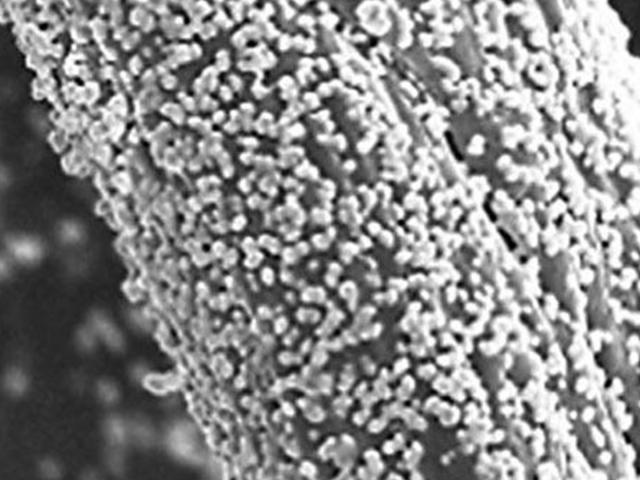 Israel chế tạo thành công khẩu trang có thể diệt virus corona, tái sử dụng 100 lần - Ảnh 2. Israel chế tạo thành công khẩu trang có thể diệt virus corona, tái sử dụng 100 lần - Ảnh 2.