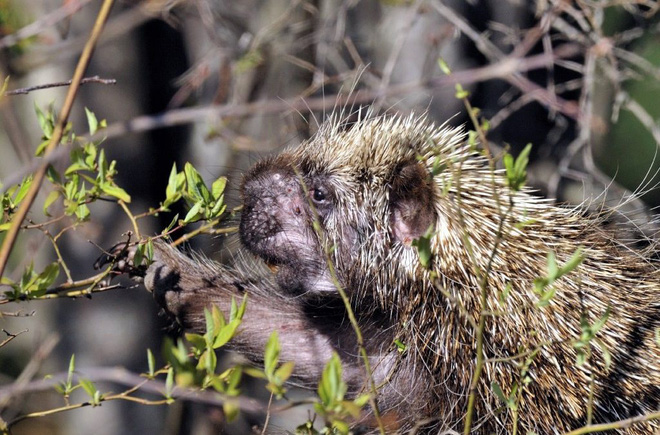 Giải đ&aacute;p của chuy&ecirc;n gia Harvard: Tại sao c&aacute;c dịch bệnh như virus corona lại giết chết người? Ch&uacute;ng tiến h&oacute;a để... tự s&aacute;t? - Ảnh 4.