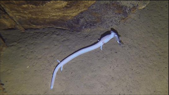 Loài kỳ giông lười nhất quả đất: 7 năm mới thèm di chuyển một lần, ăn một bữa no một thập kỷ - Ảnh 2. Loài kỳ giông lười nhất quả đất: 7 năm mới thèm di chuyển một lần, ăn một bữa no một thập kỷ - Ảnh 2.