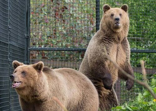 Biến đổi khí hậu nghiêm trọng đến nỗi gấu đang ngủ đông chợt tỉnh dậy sớm cả 2 tháng - Ảnh 1. Biến đổi khí hậu nghiêm trọng đến nỗi gấu đang ngủ đông chợt tỉnh dậy sớm cả 2 tháng - Ảnh 1.