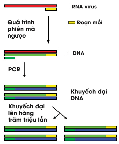 Anh đang phát triển một loại xét nghiệm Covid-19 nhanh và chính xác nhất thế giới, chỉ mất 30 phút và không có kết quả giả - Ảnh 3. Anh đang phát triển một loại xét nghiệm Covid-19 nhanh và chính xác nhất thế giới, chỉ mất 30 phút và không có kết quả giả - Ảnh 3.