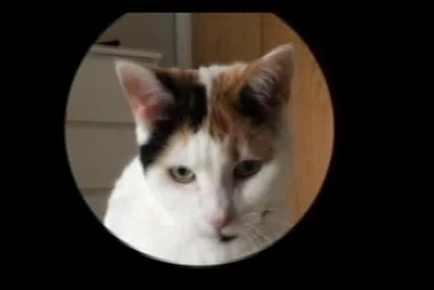 H&oacute;a ra m&egrave;o cũng c&oacute; biểu cảm khu&ocirc;n mặt, nhưng kh&ocirc;ng phải ai trong ch&uacute;ng ta cũng c&oacute; thể nhận ra - Ảnh 2.