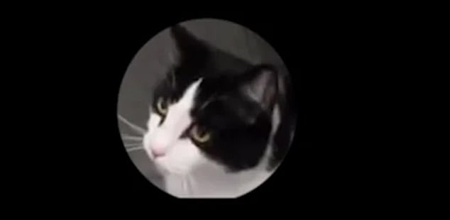 H&oacute;a ra m&egrave;o cũng c&oacute; biểu cảm khu&ocirc;n mặt, nhưng kh&ocirc;ng phải ai trong ch&uacute;ng ta cũng c&oacute; thể nhận ra - Ảnh 3.