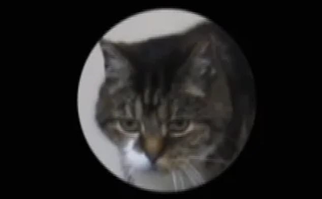 H&oacute;a ra m&egrave;o cũng c&oacute; biểu cảm khu&ocirc;n mặt, nhưng kh&ocirc;ng phải ai trong ch&uacute;ng ta cũng c&oacute; thể nhận ra - Ảnh 4.