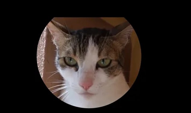 H&oacute;a ra m&egrave;o cũng c&oacute; biểu cảm khu&ocirc;n mặt, nhưng kh&ocirc;ng phải ai trong ch&uacute;ng ta cũng c&oacute; thể nhận ra - Ảnh 5.