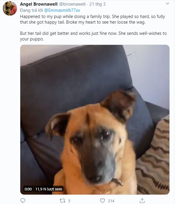 Thấy chủ l&uacute;c n&agrave;o cũng ở nh&agrave; v&igrave; Covid-19, ch&uacute; ch&oacute; mừng qu&aacute; vẫy đu&ocirc;i li&ecirc;n tục đến nỗi bong cả g&acirc;n - Ảnh 4.