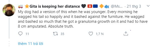 Thấy chủ l&uacute;c n&agrave;o cũng ở nh&agrave; v&igrave; Covid-19, ch&uacute; ch&oacute; mừng qu&aacute; vẫy đu&ocirc;i li&ecirc;n tục đến nỗi bong cả g&acirc;n - Ảnh 6.