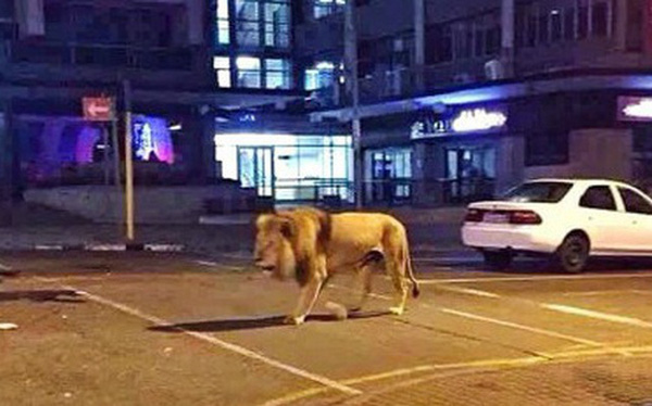 X&ocirc;n xao tin đồn Nga thả 800 con hổ v&agrave; sư tử để cai quản người d&acirc;n phải ở trong nh&agrave; tr&aacute;nh dịch Covid-19 v&agrave; sự thật l&agrave; g&igrave;? - Ảnh 1.