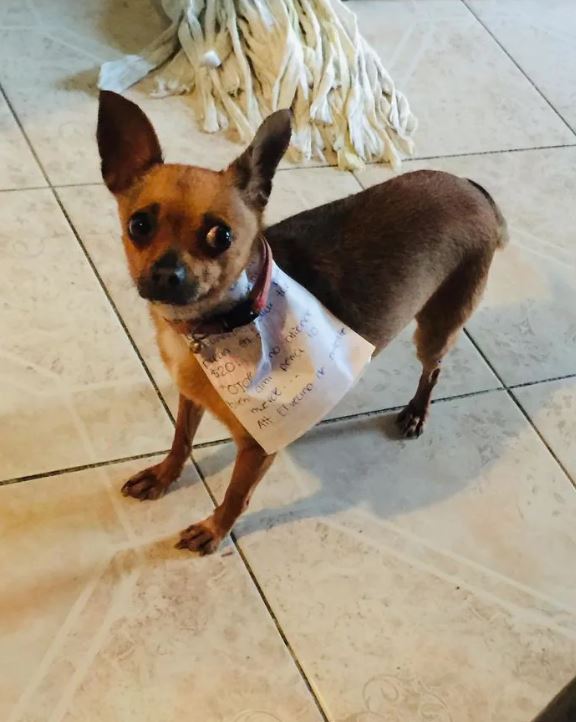 Ở nhà tránh Covid-19, anh thanh niên nhờ cún cưng đi mua hộ bim bim - Ảnh 1. Ở nhà tránh Covid-19, anh thanh niên nhờ cún cưng đi mua hộ bim bim - Ảnh 1.