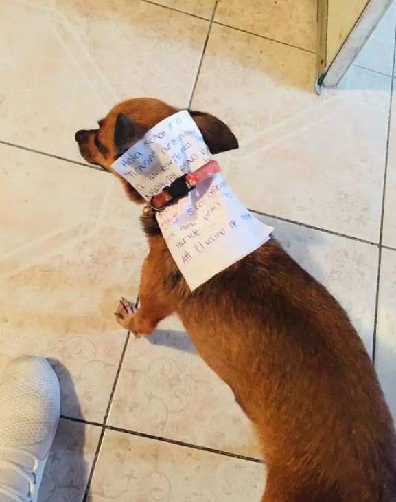 Ở nhà tránh Covid-19, anh thanh niên nhờ cún cưng đi mua hộ bim bim - Ảnh 3. Ở nhà tránh Covid-19, anh thanh niên nhờ cún cưng đi mua hộ bim bim - Ảnh 3.