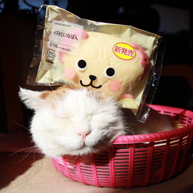 Ch&uacute; m&egrave;o Shironeko huyền thoại đ&atilde; qua đời, gia đ&igrave;nh chọn đ&uacute;ng ng&agrave;y sinh nhật 18 tuổi để c&ocirc;ng bố tin buồn - Ảnh 5.