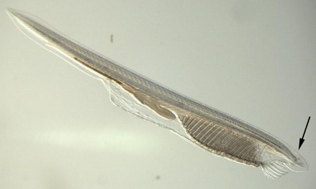 Tại sao một số sinh vật trở thành hóa thạch sống? - Ảnh 3. Tại sao một số sinh vật trở thành hóa thạch sống? - Ảnh 3.