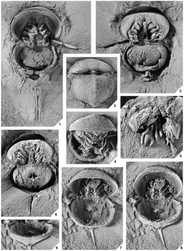 Tại sao một số sinh vật trở thành hóa thạch sống? - Ảnh 8. Tại sao một số sinh vật trở thành hóa thạch sống? - Ảnh 8.