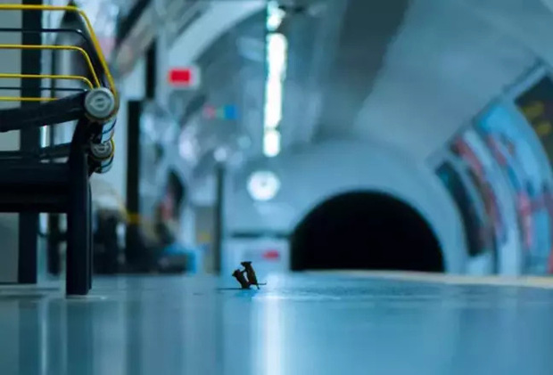 Vắng b&oacute;ng con người do lệnh phong tỏa giữa dịch Covid-19, chuột nhắt l&ocirc;i nhau ra s&acirc;n ga t&agrave;u để đ&aacute;nh lộn - Ảnh 1.